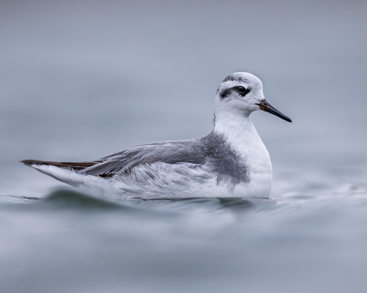 Red Phalarope - ML627935330