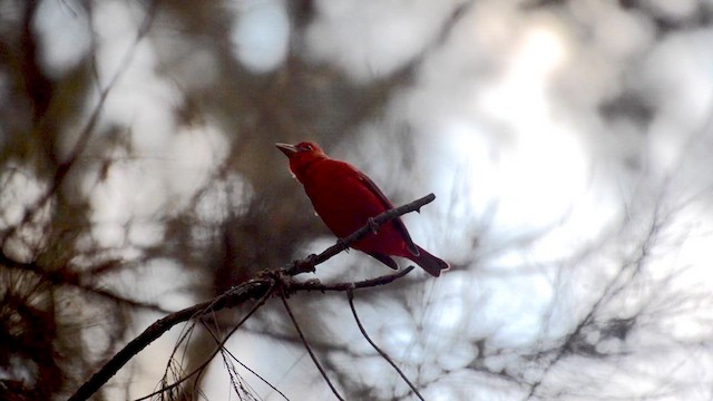 Summer Tanager - ML627935436