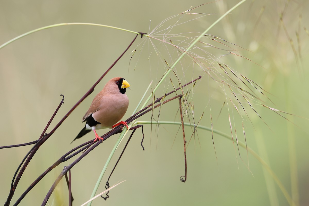 Masked Finch - ML627935486