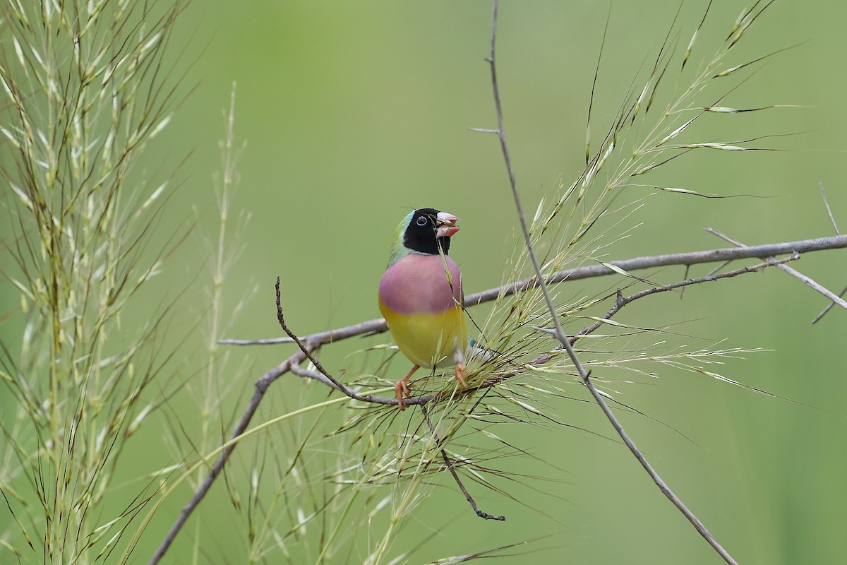 Diamant de Gould - ML627935494