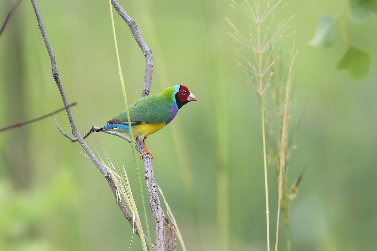 Diamant de Gould - ML627935495