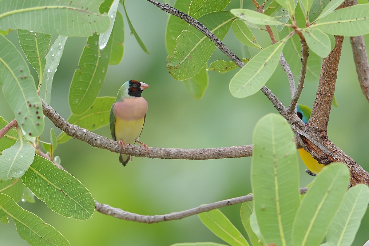 Diamant de Gould - ML627935498