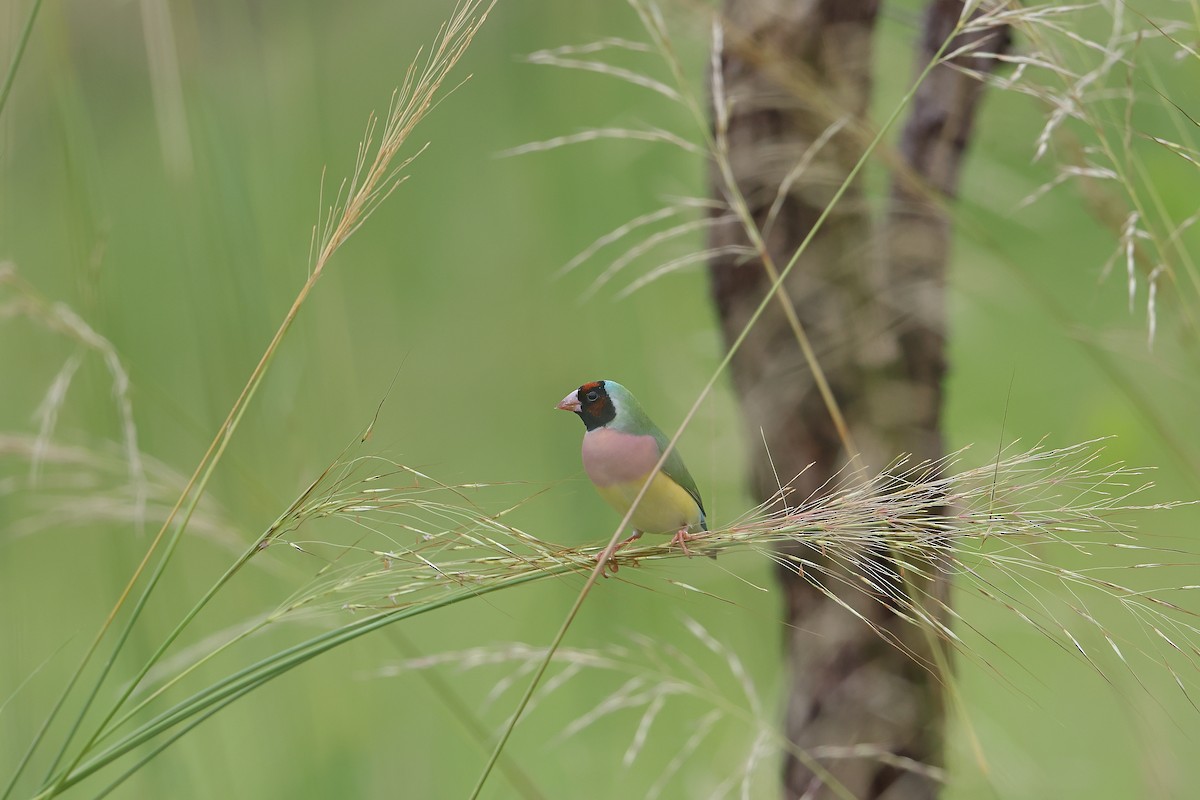 Diamant de Gould - ML627935506