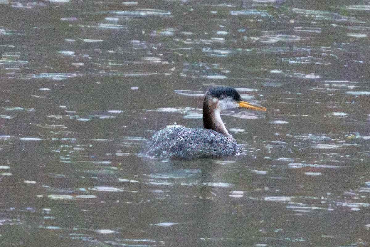 Red-necked Grebe - ML627935586