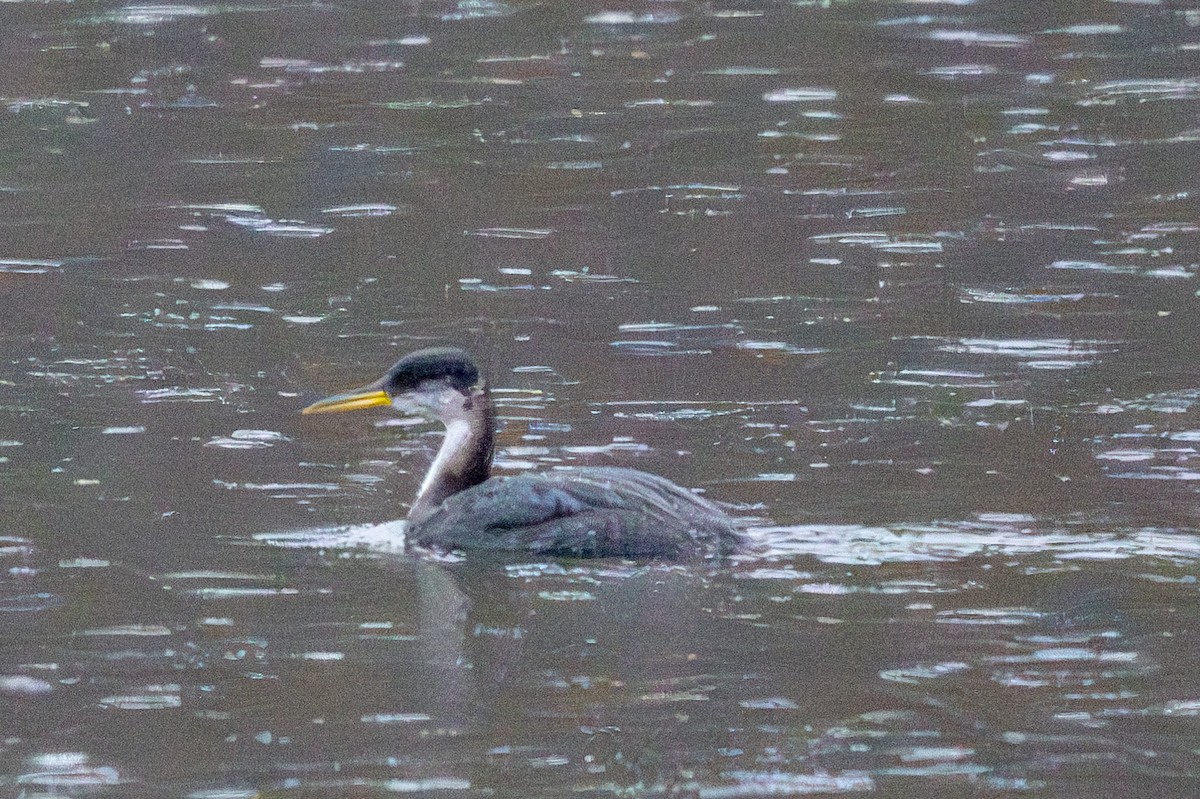 Red-necked Grebe - ML627935587