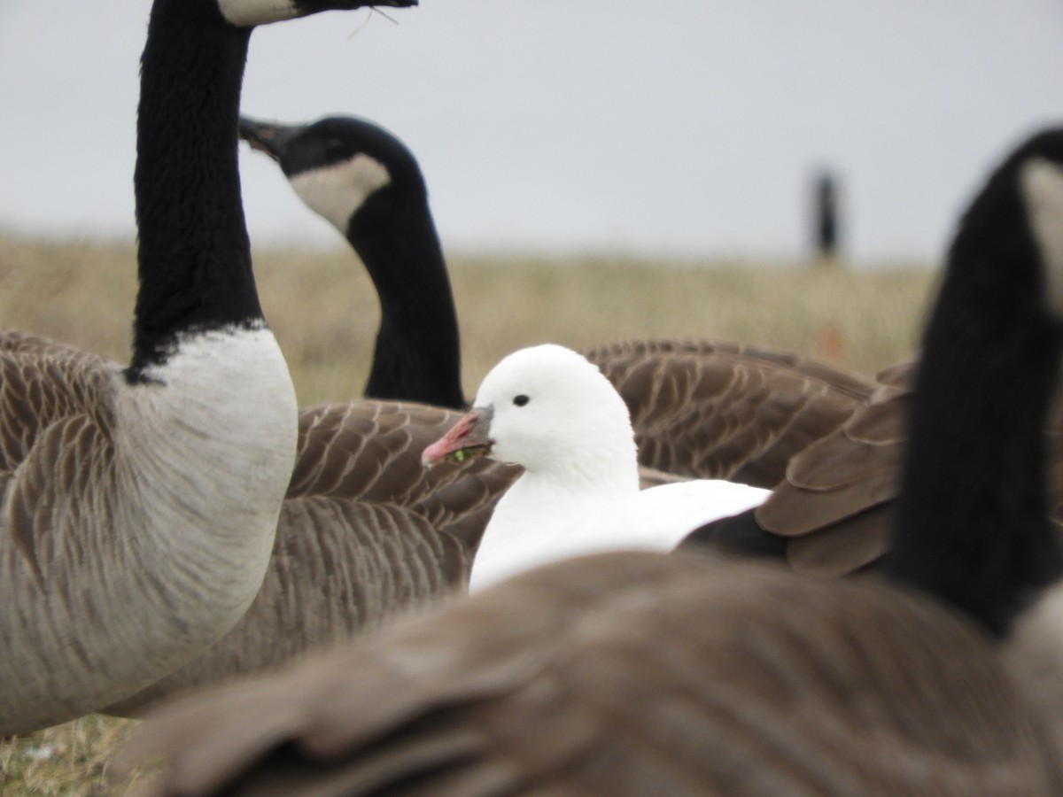 Ross's Goose - ML627935591