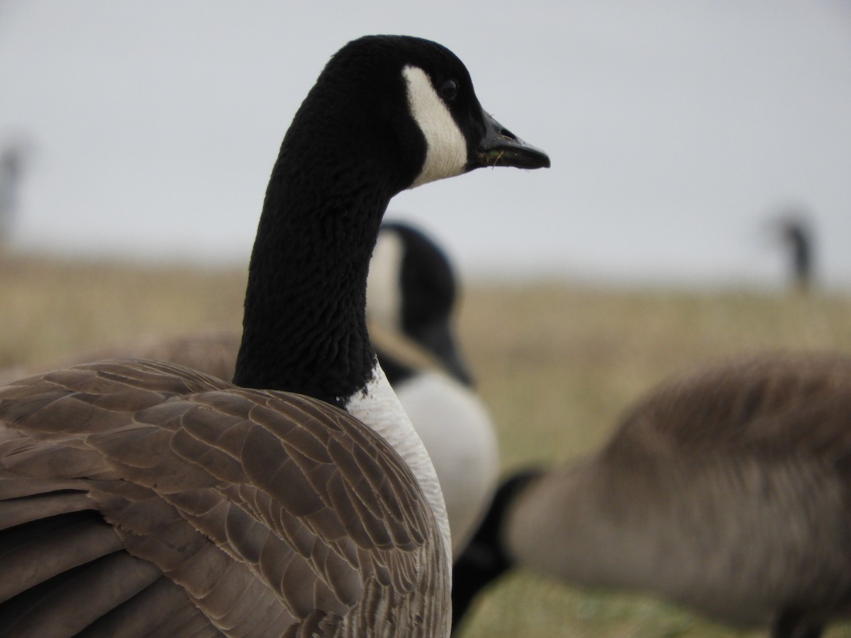 Canada Goose - ML627935596