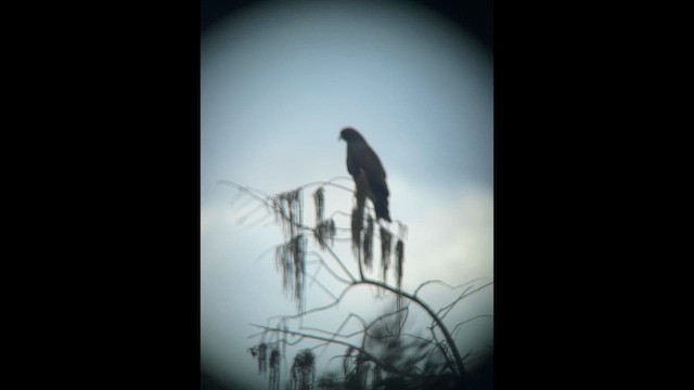 Snail Kite - ML627935680