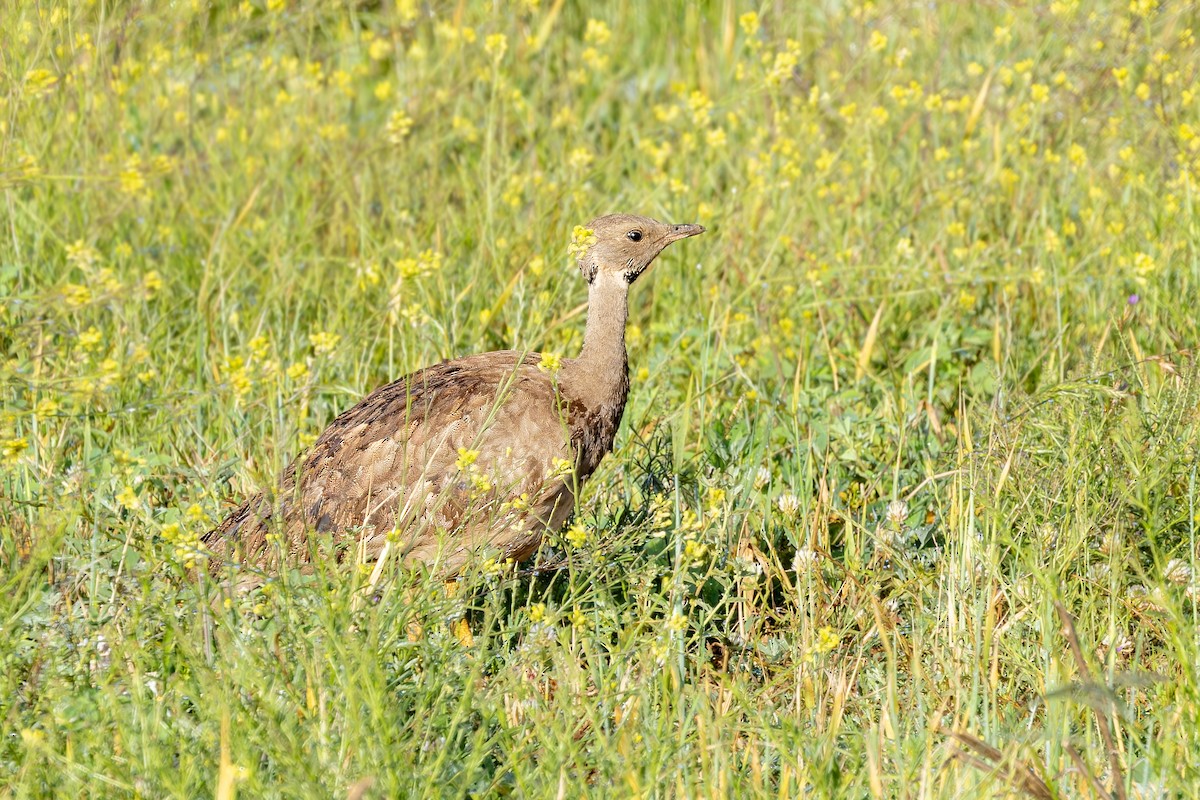 Karoo Bustard - ML627935907