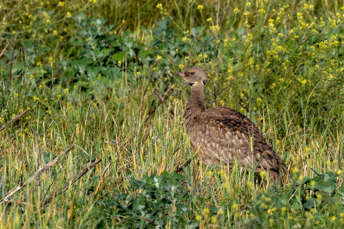 Karoo Bustard - ML627935908