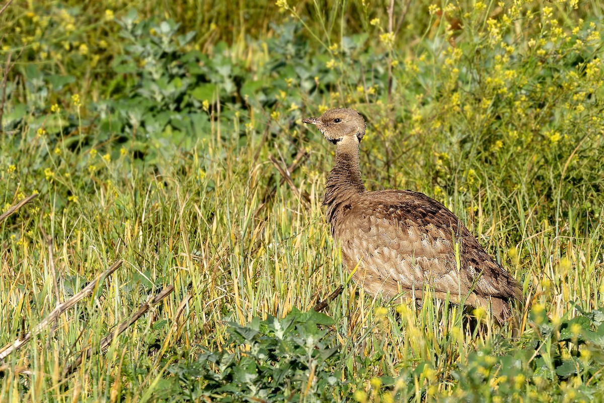 Karoo Bustard - ML627935909