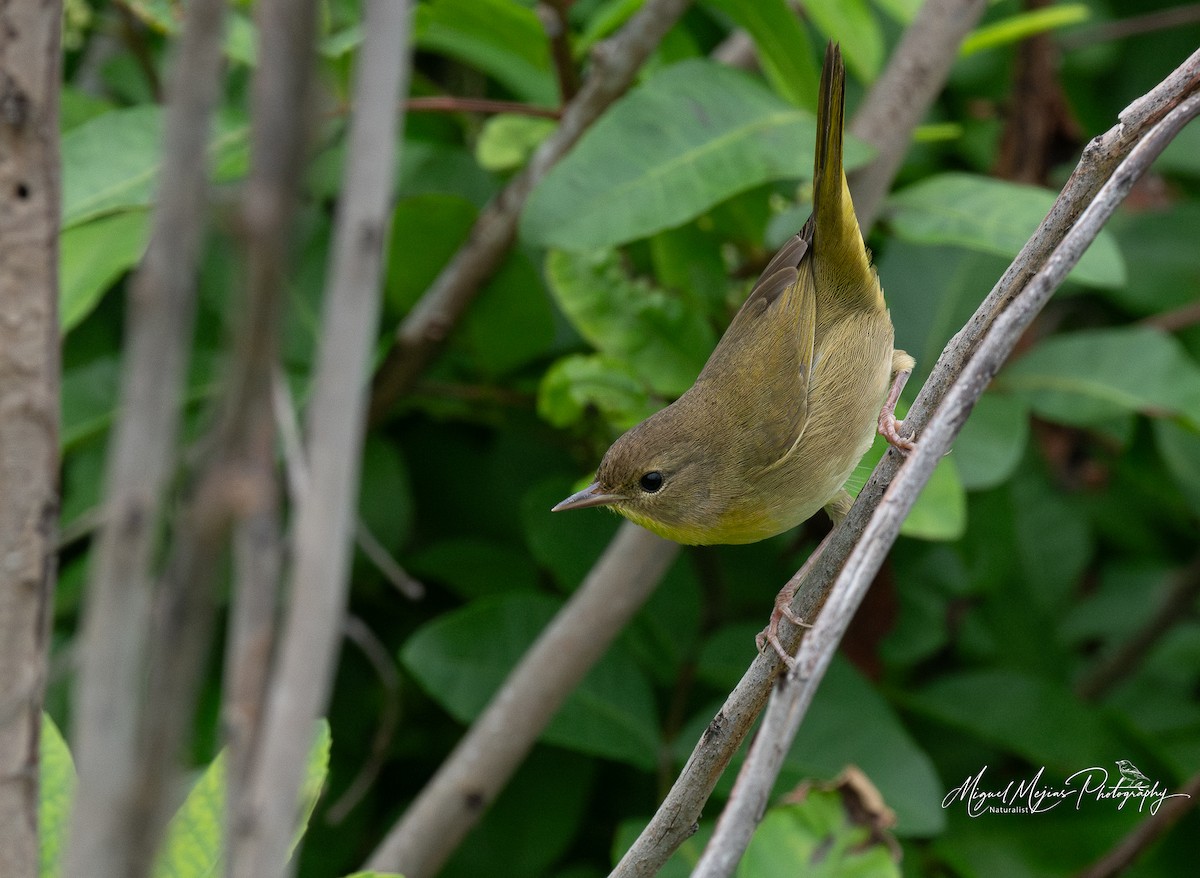 Common Yellowthroat - ML627936039