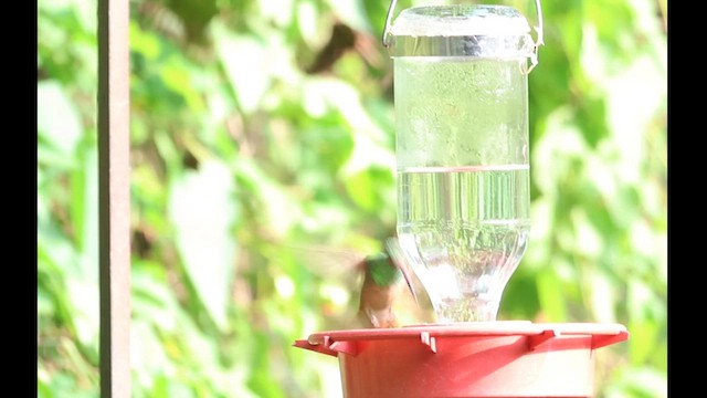 Buff-bellied Hummingbird (Northern) - ML627936111