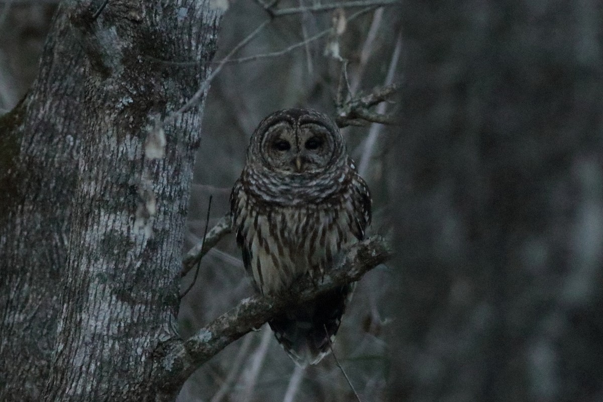 Barred Owl - ML627936194