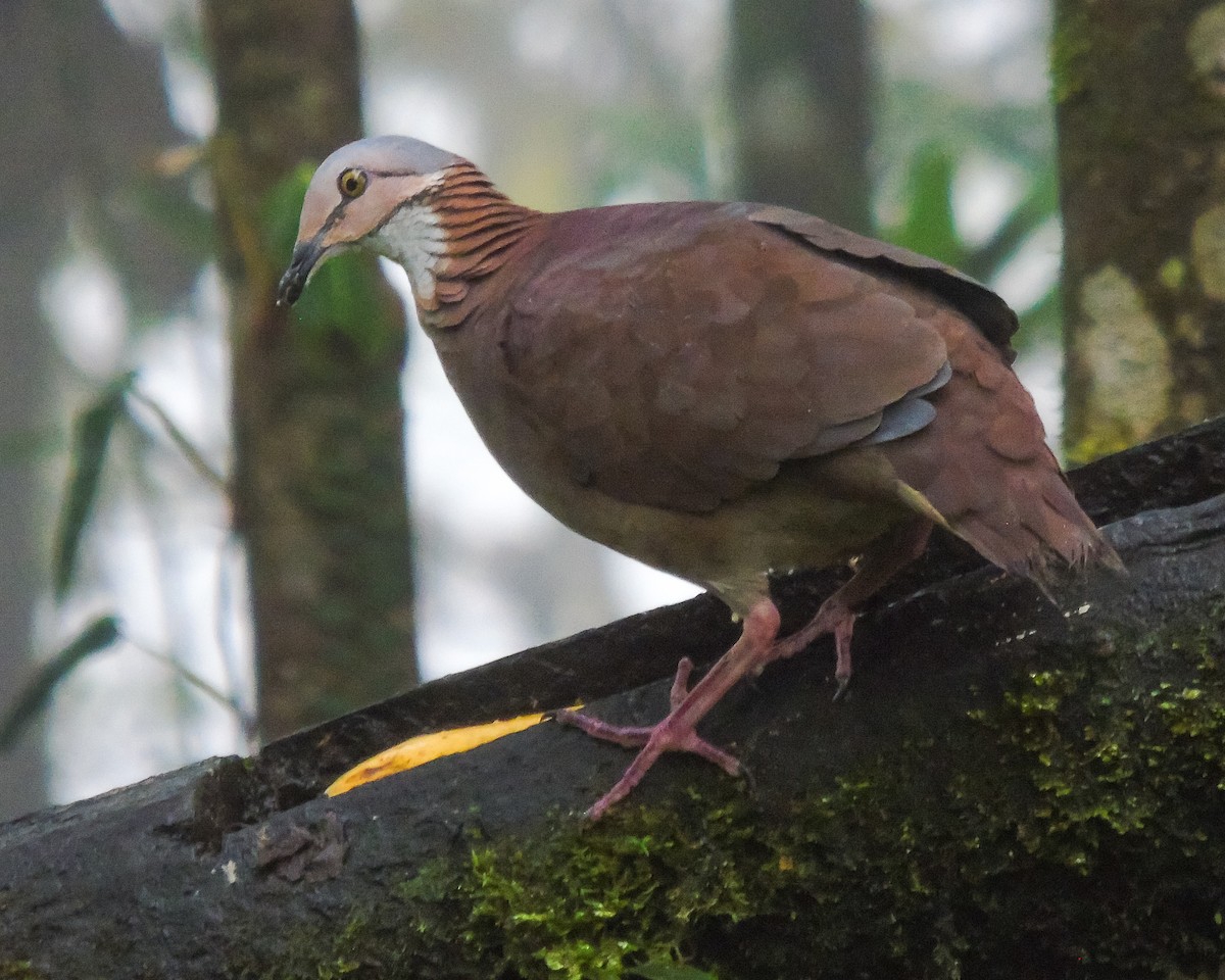 White-throated Quail-Dove - ML627936324