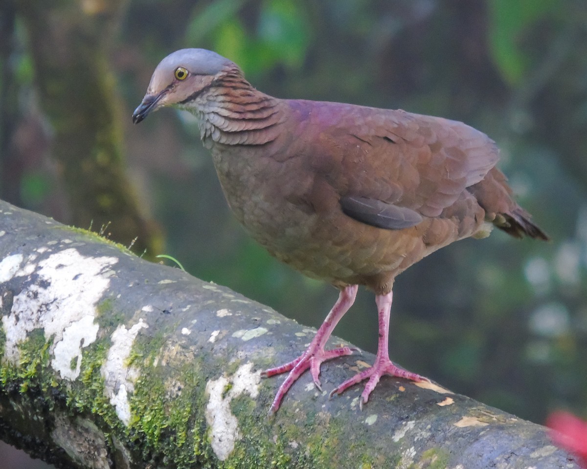 White-throated Quail-Dove - ML627936325