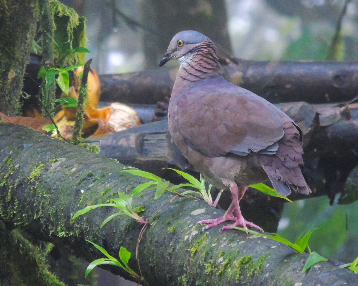 White-throated Quail-Dove - ML627936326