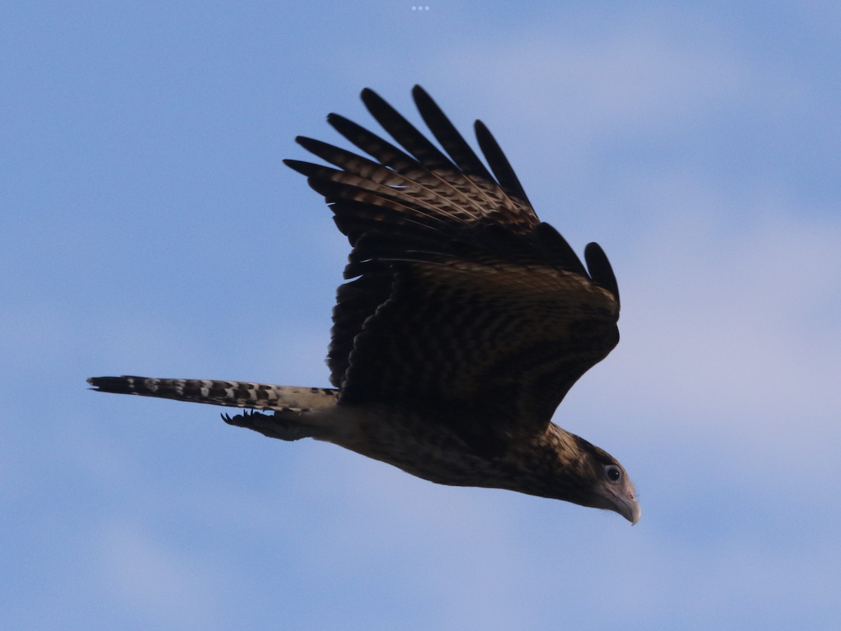 Yellow-headed Caracara - ML627936633