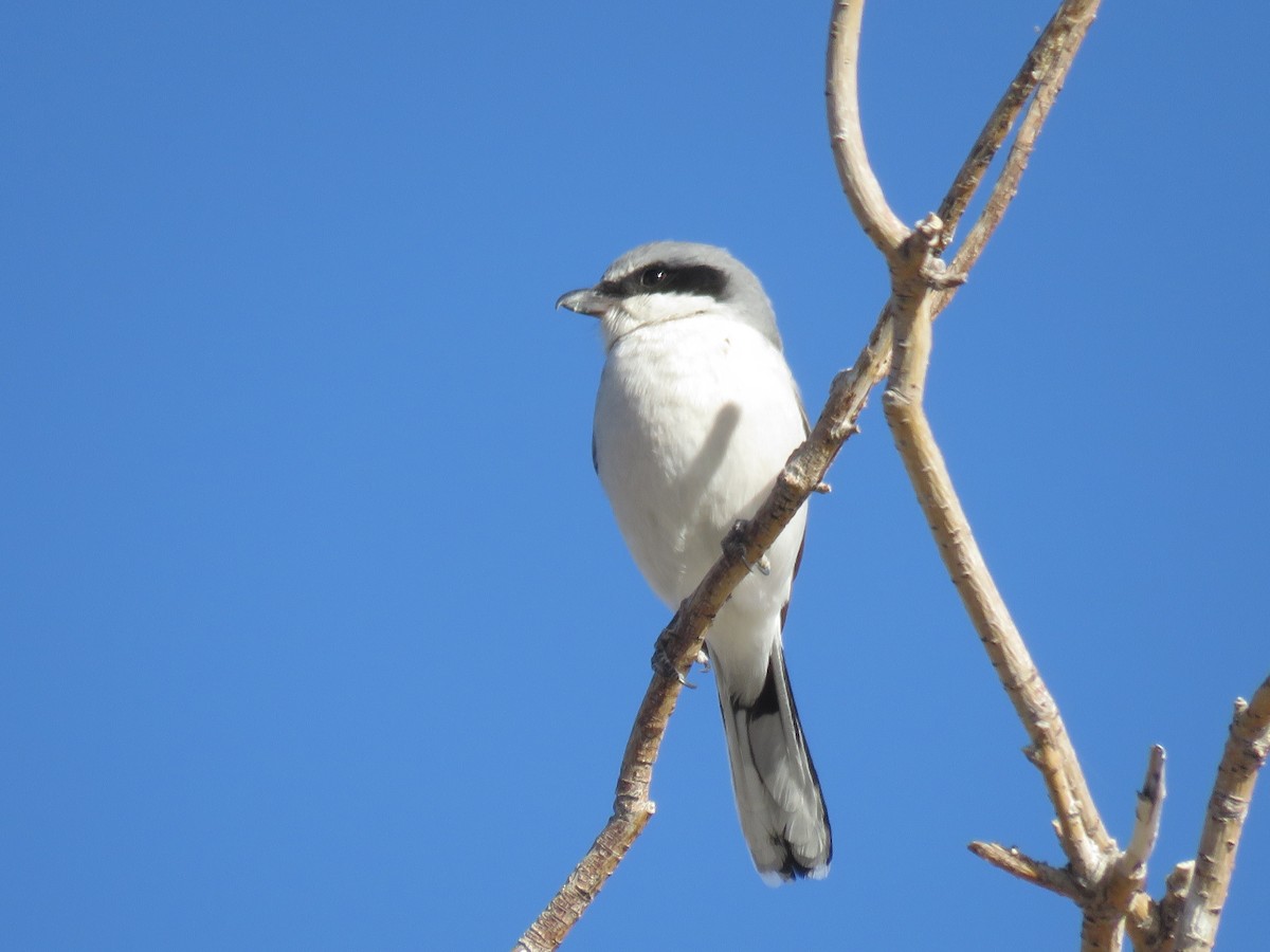 Loggerhead Shrike - ML627936749