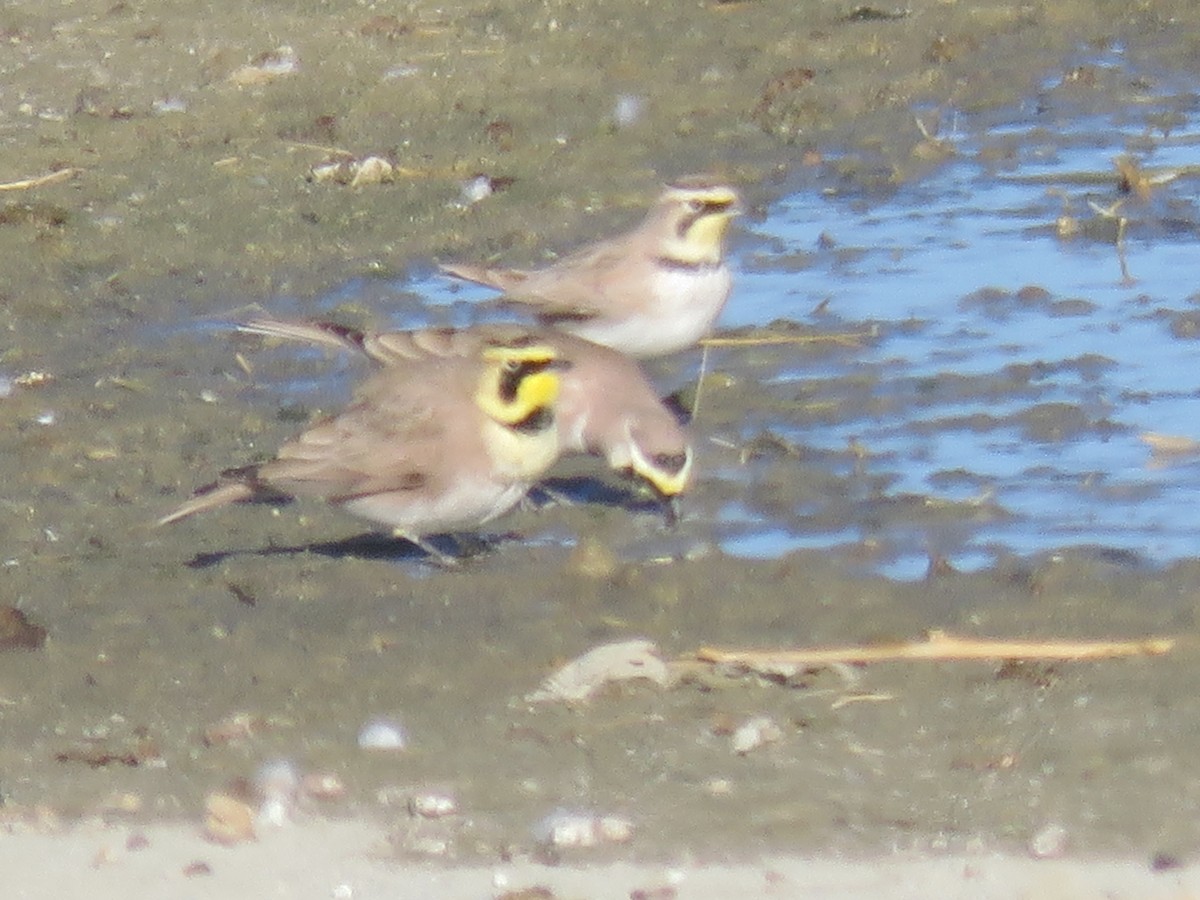 Horned Lark - ML627936773