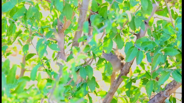 Olive Sparrow - ML627936870