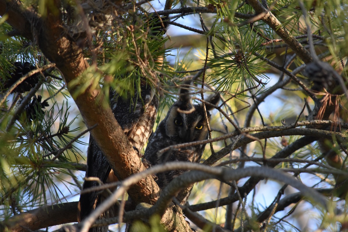Long-eared Owl - ML627936999