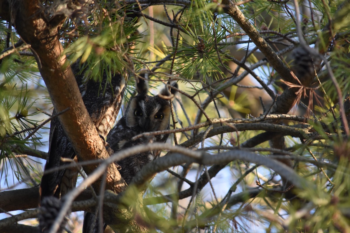 Long-eared Owl - ML627937000