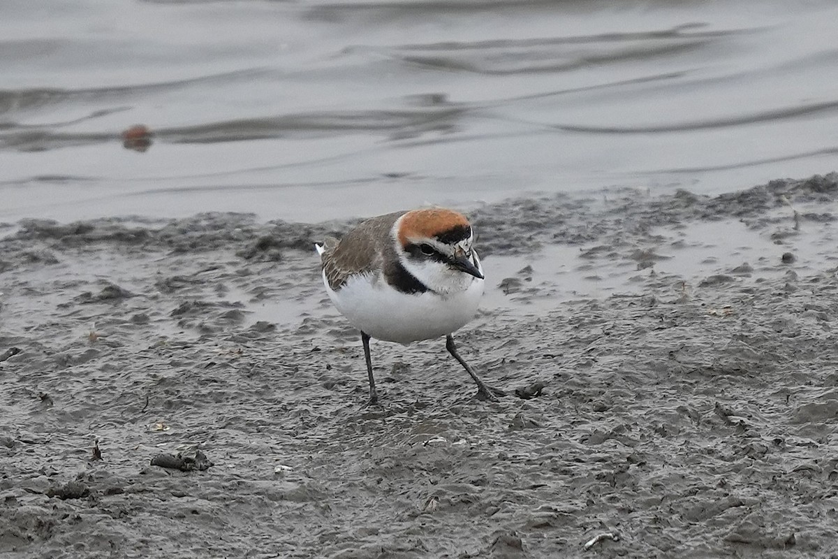 Kentish Plover (Kentish) - ML627937021