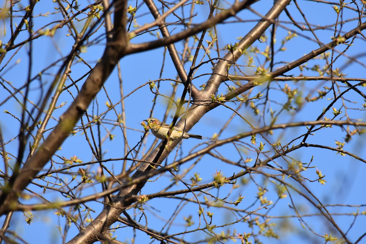 Yellow-rumped Warbler - ML627937026