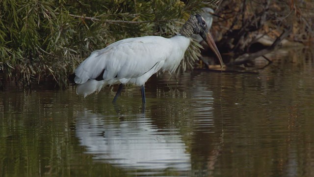 Wood Stork - ML627937028