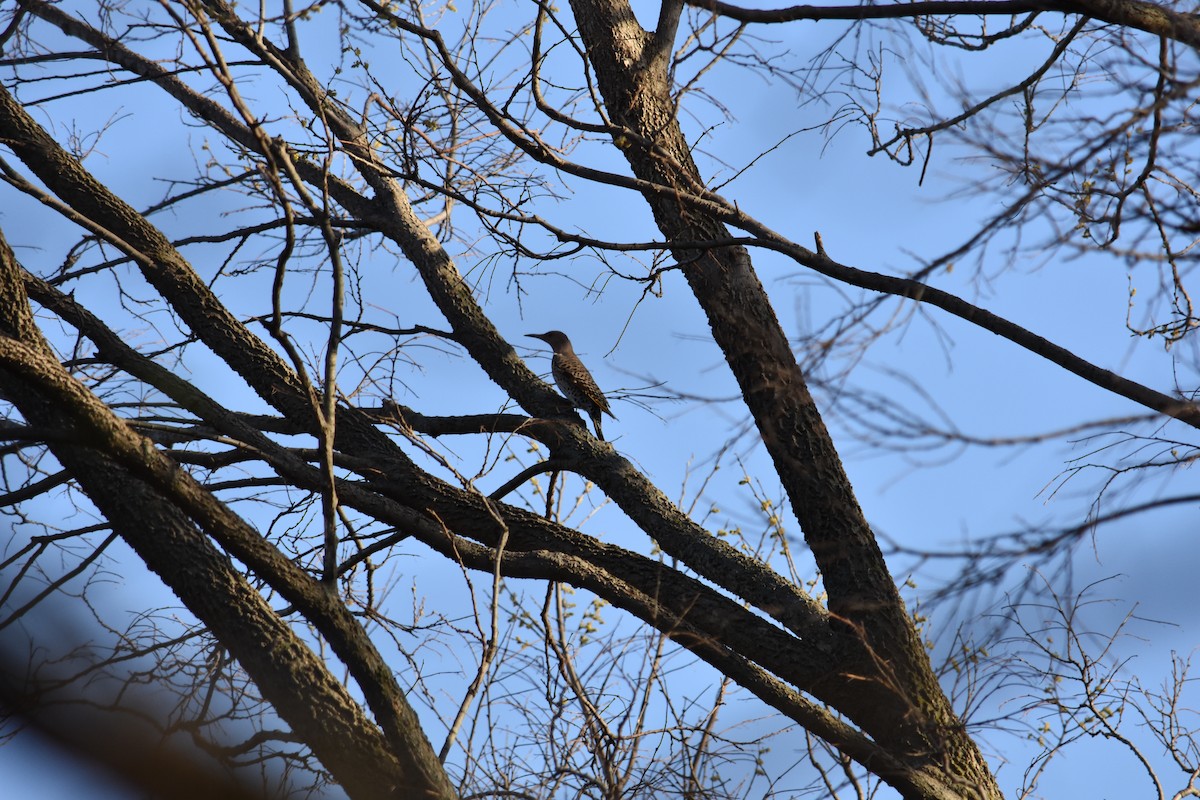 Northern Flicker - ML627937031
