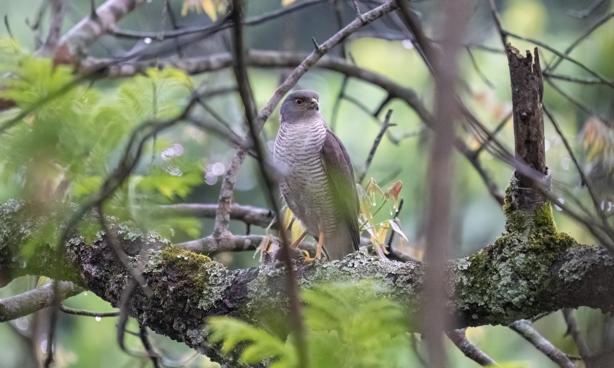 African Goshawk - ML627937052