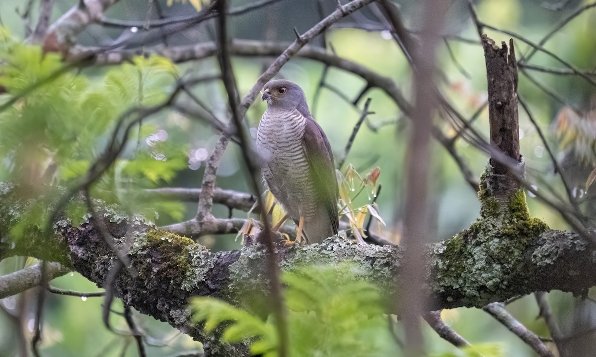 African Goshawk - ML627937053