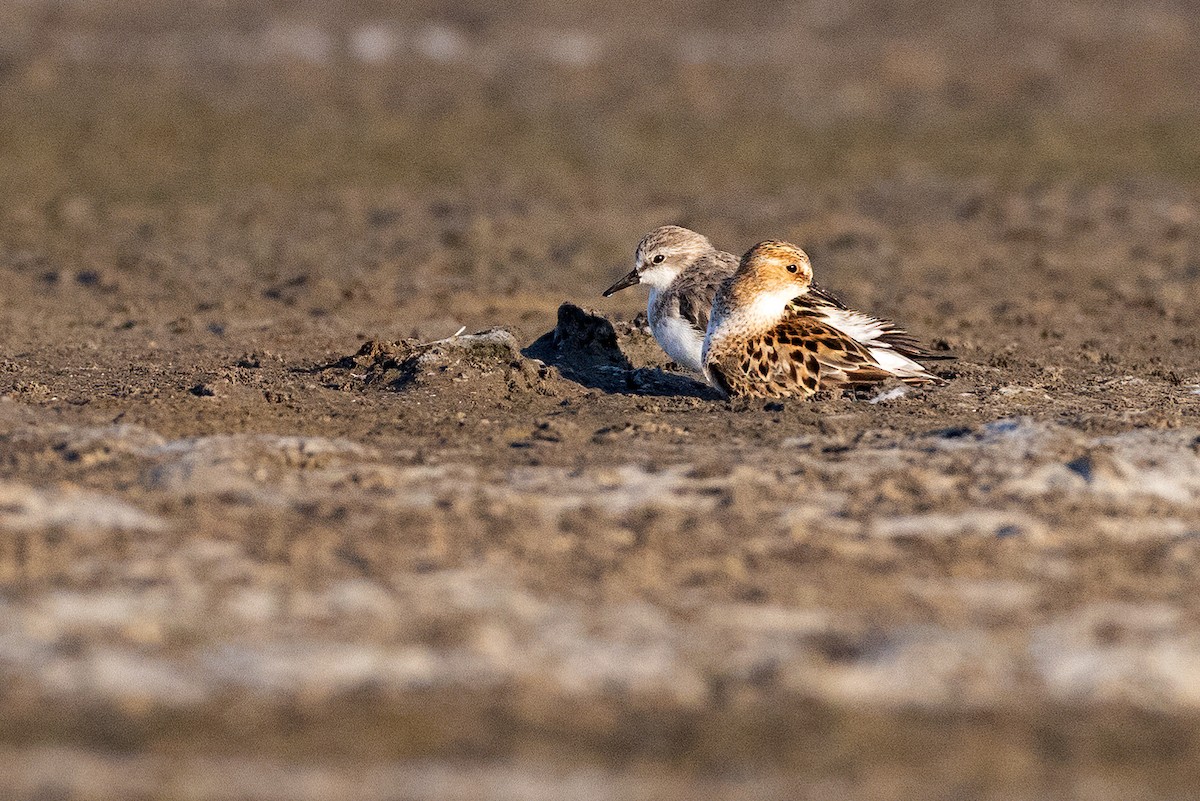 Little Stint - ML627937055
