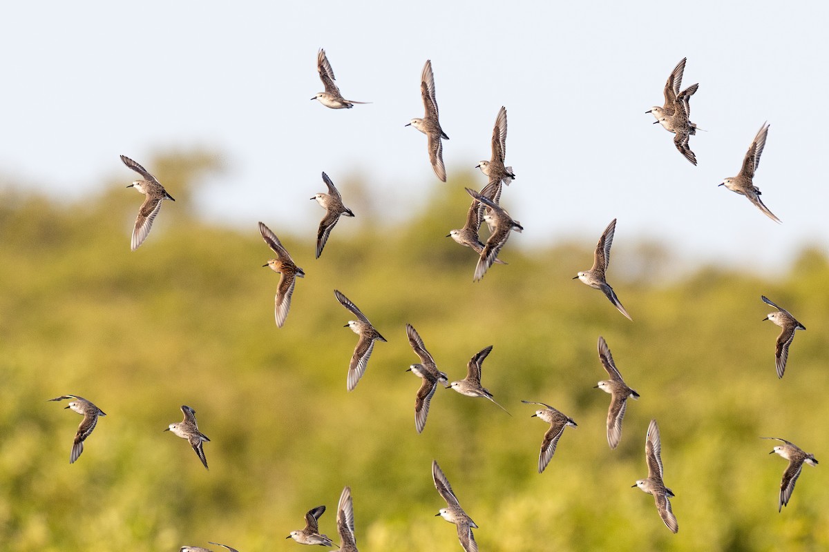 Little Stint - ML627937056