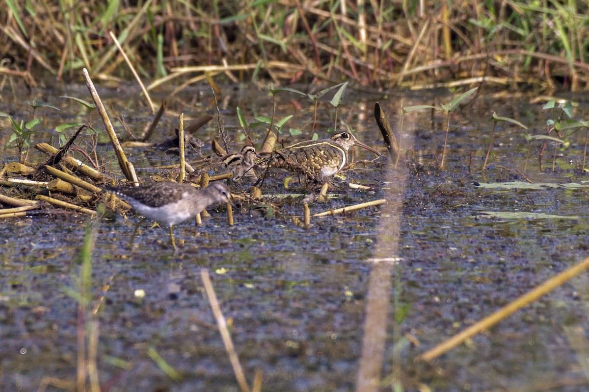 Greater Painted-Snipe - ML627937065