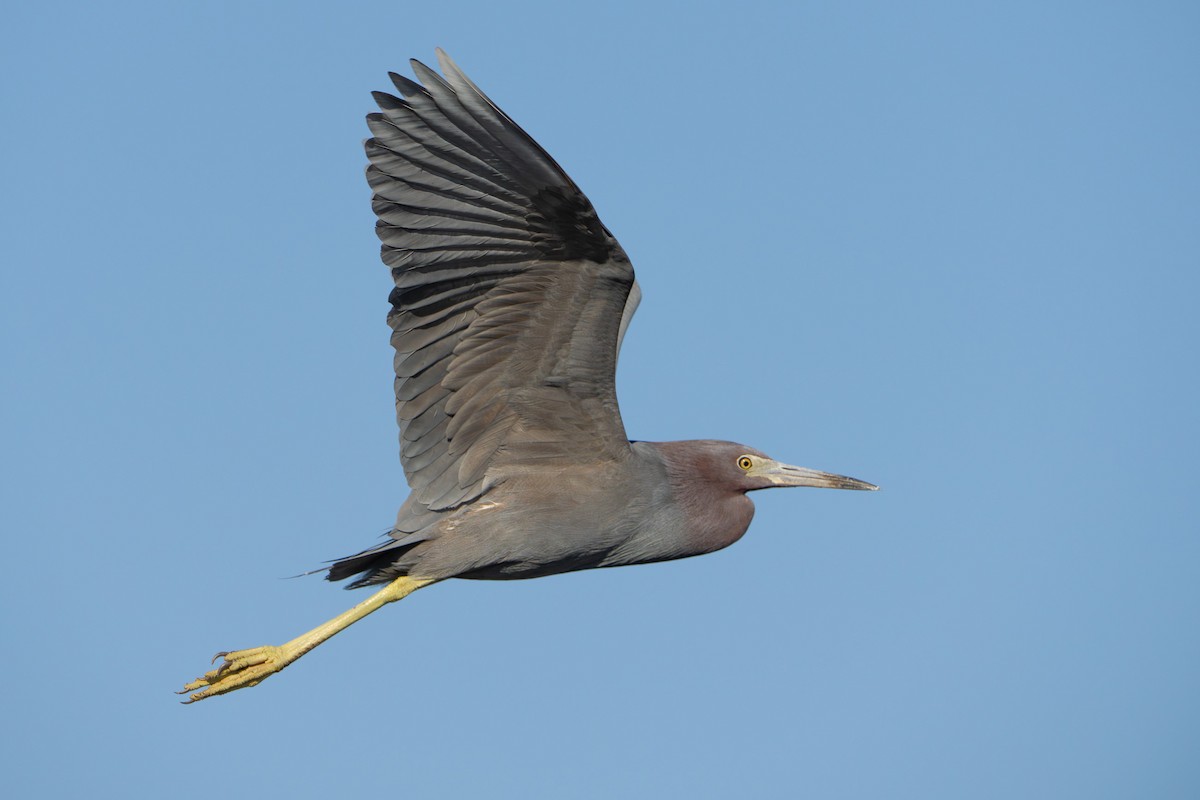 Little Blue Heron - ML627937075