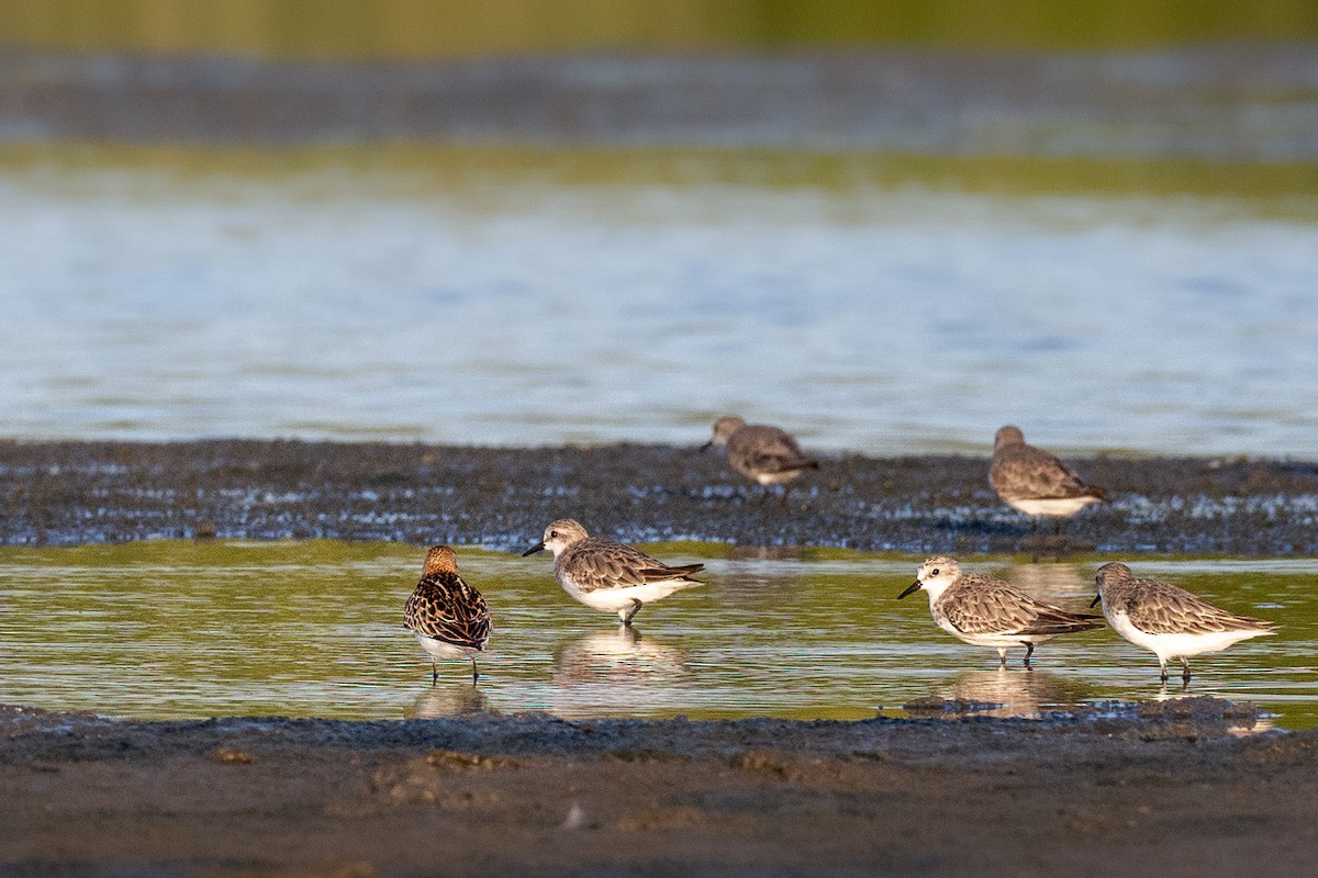 Little Stint - ML627937076