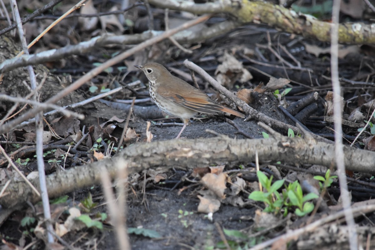 Hermit Thrush - ML627937077