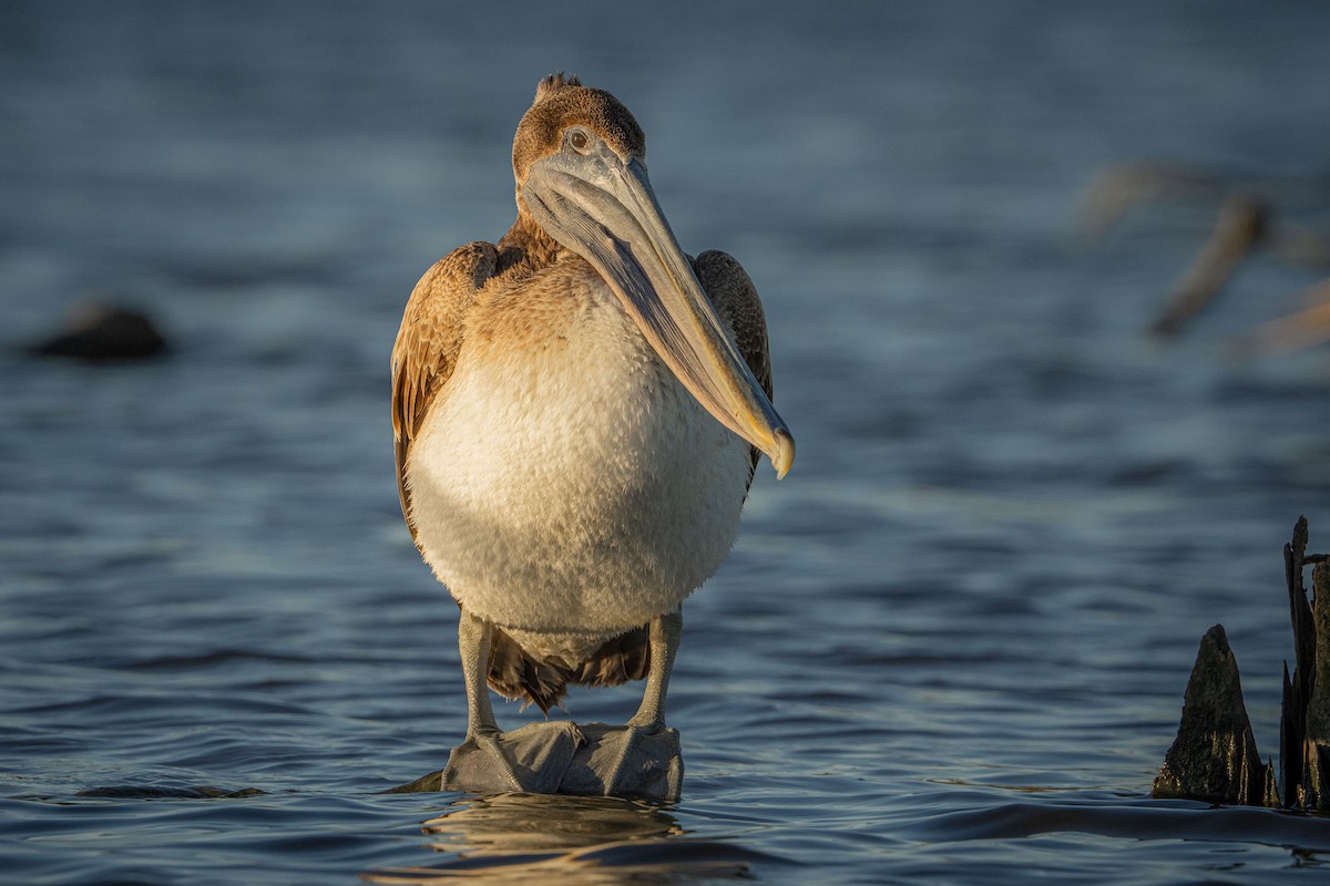 Brown Pelican - ML627937097