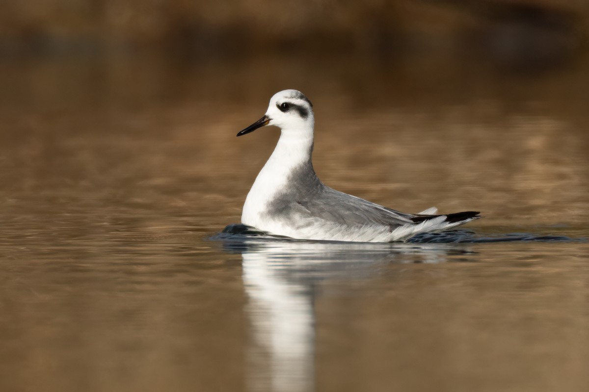 lyskonoh ploskozobý - ML627937102