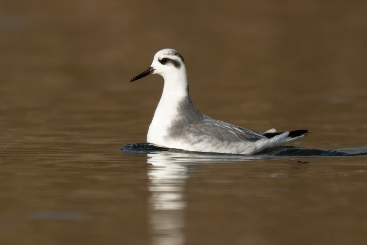 lyskonoh ploskozobý - ML627937103