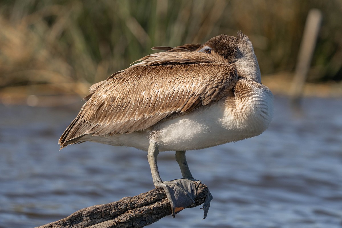 Brown Pelican - ML627937104