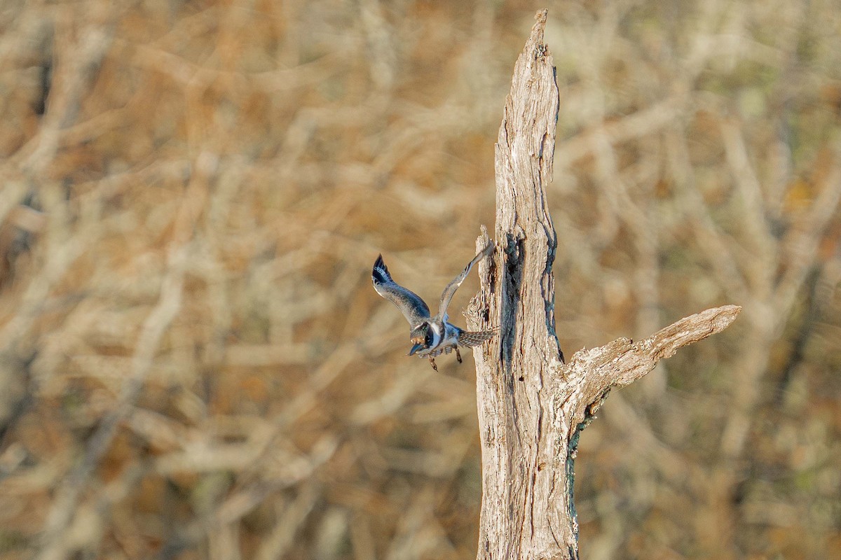 Belted Kingfisher - ML627937141