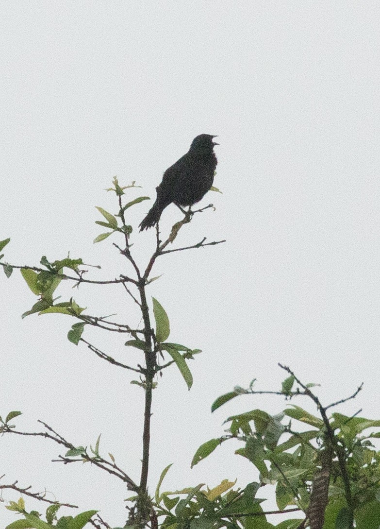 Scrub Blackbird - ML627937150