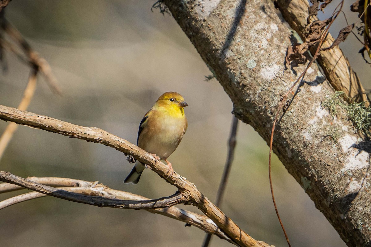 American Goldfinch - ML627937165