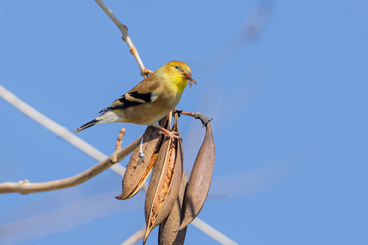 American Goldfinch - ML627937174