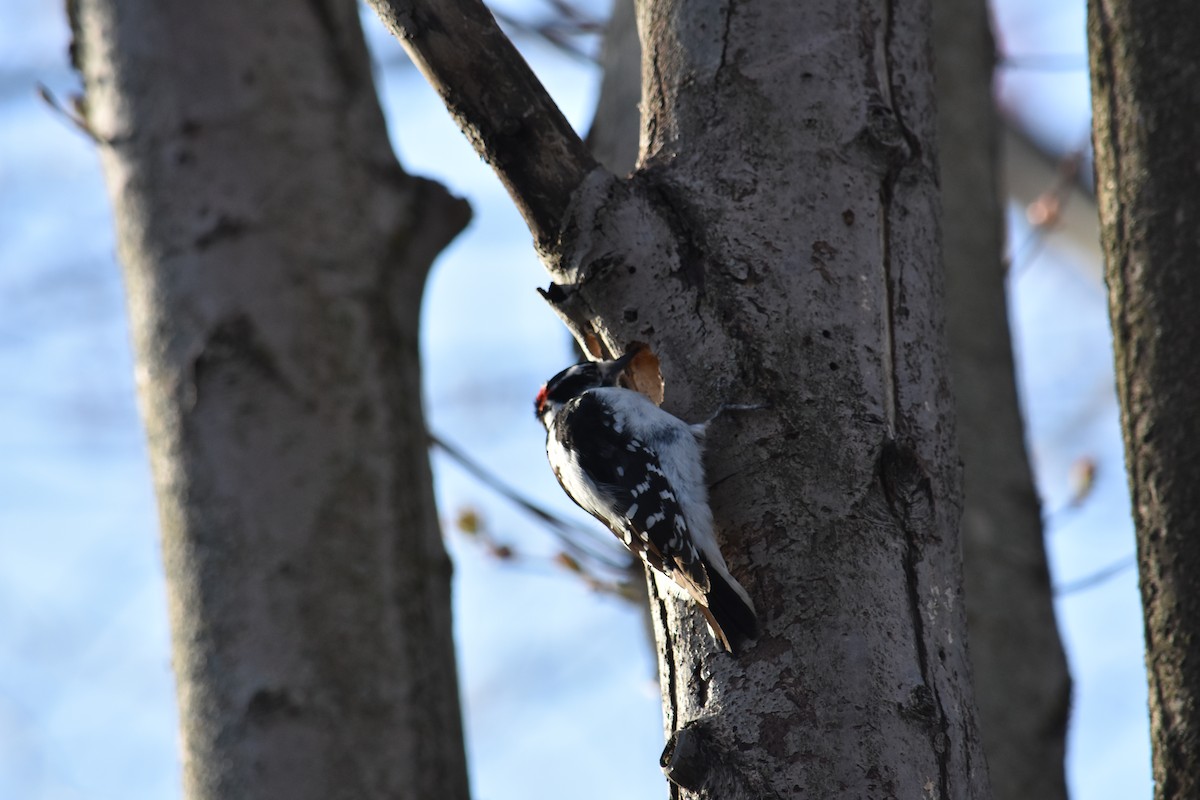 Hairy Woodpecker - ML627937184