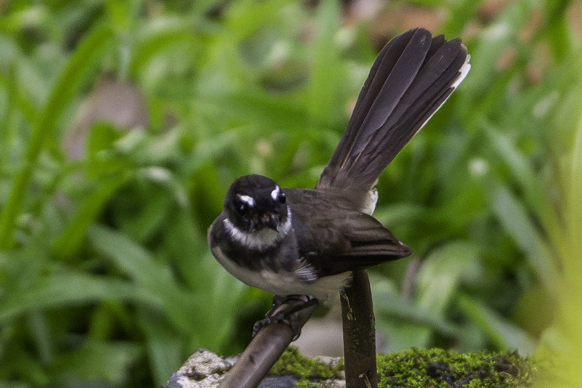 Malaysian Pied-Fantail - ML627937199