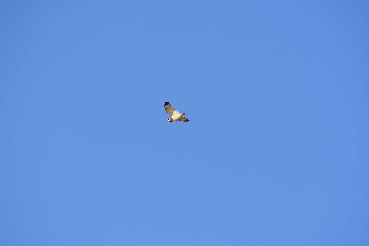 Short-eared Owl - ML627937210